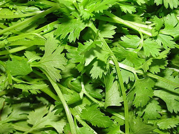 ಅಜಮೋದ ಅಥವಾ ಪಾರ್ಸ್ಲೆ (Parsley) ಸೊಪ್ಪು