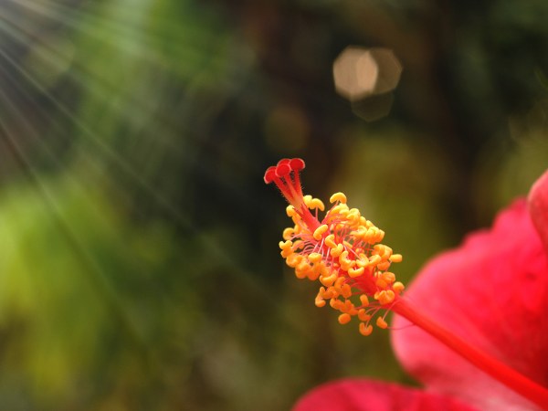 ಕೂದಲು ಬೆಳ್ಳಗಾಗುವಿಕೆ