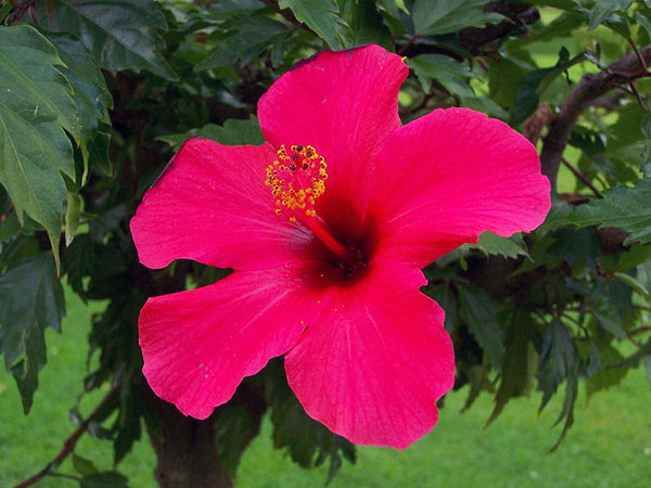 ತಲೆಗೂದಲಿಗೆ ಟಾನಿಕ್ ಆಗಿದೆ