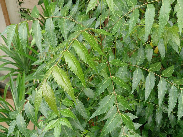 ಕಹಿಬೇವಿನ ಎಲೆ