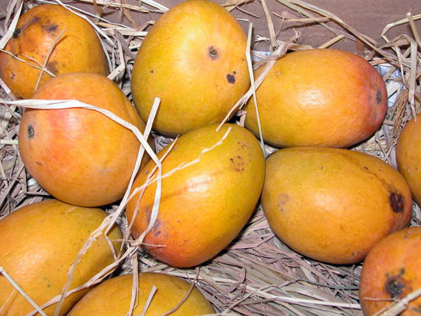ಮೊಡವೆಗಳಿಂದ ಮುಕ್ತರಾಗಲು ನೆರವಾಗುತ್ತದೆ