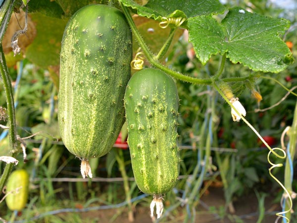 ಸೌತೆಕಾಯಿ