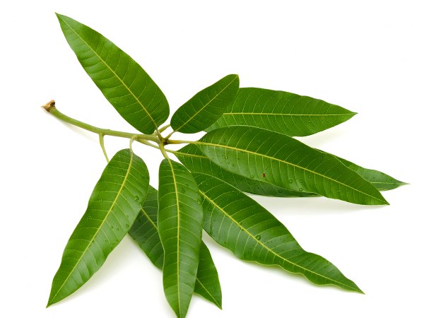 ಮಧುಮೇಹವನ್ನು ನಿಯಂತ್ರಿಸುತ್ತದೆ