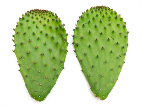 ಮುಳ್ಳಿನ ಗಿಡಗಳು