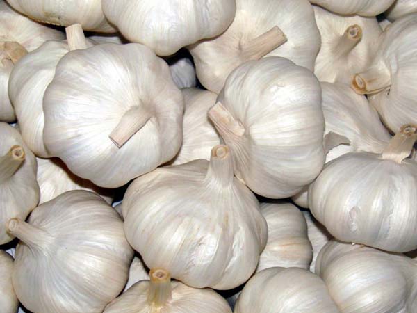 ಬೆಳ್ಳುಳ್ಳಿ