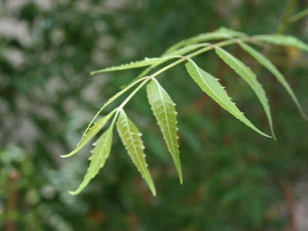ಕಹಿಬೇವನ್ನು ಅಗಿಯಿರಿ!