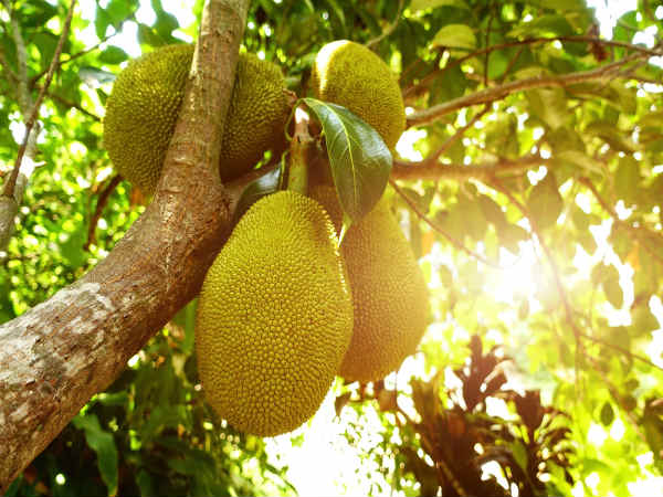 ಹಲಸಿನ ಹಣ್ಣು ಇನ್ನೂ ಯಾವ ರೀತಿಯಾಗಿ ಆರೋಗ್ಯಕರ?