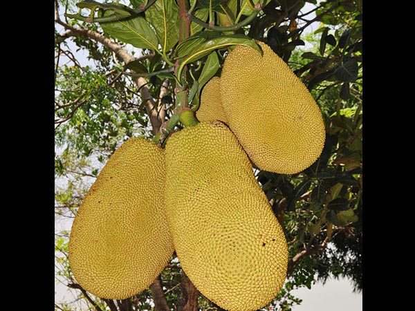 ಕರಗದ ನಾರು