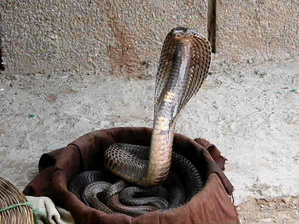 ಬೆಟೋನೈಟ್ ಮರಳು