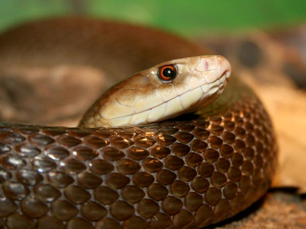 ಹಾವು ಎಂದರೆ ಸೃಜನಶೀಲತೆ