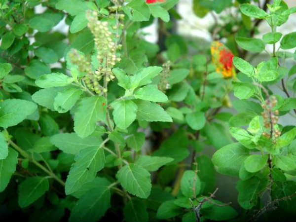 ಹಿತ್ತಲ ಗಿಡದ ತುಳಸಿ ಎಲೆಗಳು