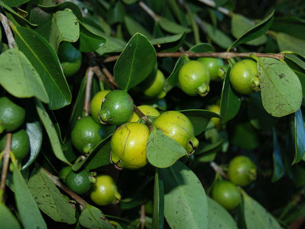 ತಯಾರಿಸಲು ಬೇಕಾಗುವ ಸಾಮಾಗ್ರಿಗಳು