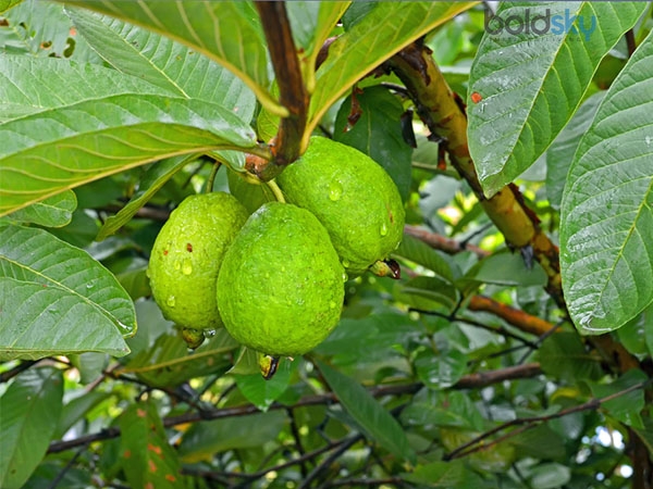 ಮಾಡುವ ವಿಧಾನ
