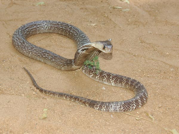 ವೈಜ್ಞಾನಿಕ ಲೋಕಕ್ಕೇ ಸವಾಲಾಗಿದೆ!