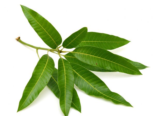 ಮಾವಿನ ಎಲೆ
