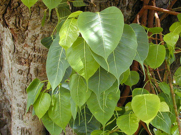 ವೈಜ್ಞಾನಿಕ ಕಾರಣಗಳು