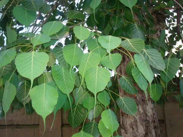 ವೈಜ್ಞಾನಿಕ ಕಾರಣಗಳು