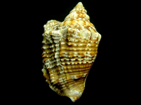 ಪೂಜೆಯ ಬಳಿಕ ಶಂಖ...