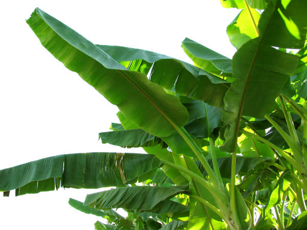 ಯಶಸ್ಸಿಗಾಗಿ