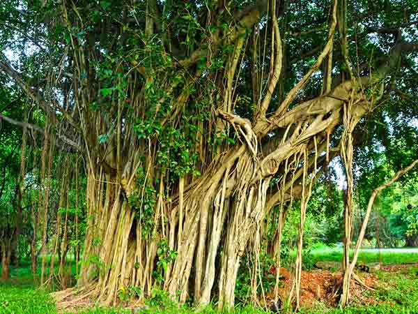 ಸಾಲಗಳ ನಿವಾರಣೆಗೆ