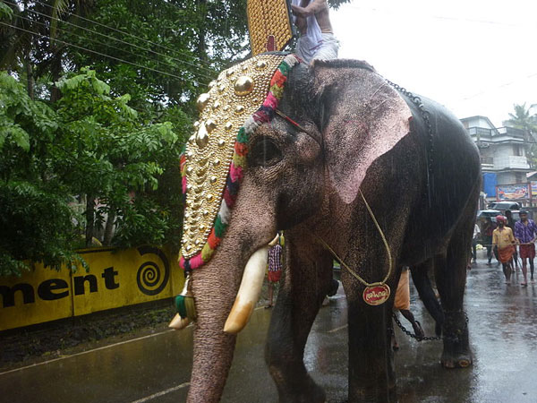 ಆನೆ ಮೆರವಣಿಗೆ