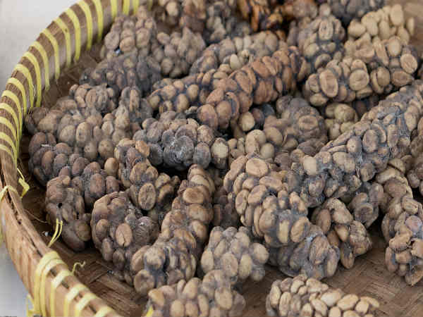 ಕಾಫಿಗೆ ರುಚಿ ಬರಲು ಕಾರಣ?