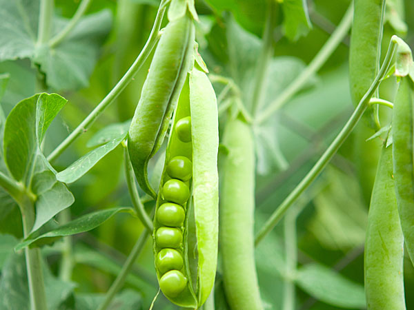 ಹಸಿರು ಸೊಪ್ಪು, ಬಸಲೆ ಸೊಪ್ಪು, ಬೀನ್ಸ್ ಸೇವಿಸಿ