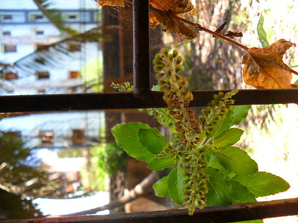 ತುಳಸಿ ಎಲೆಗಳು