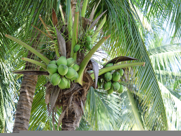 ಎಳನೀರು