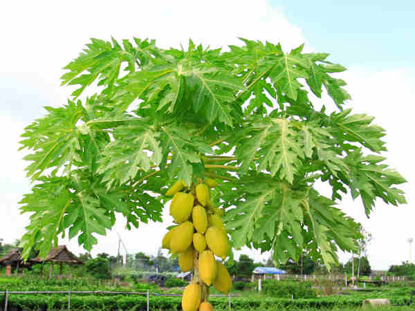 ಪಪ್ಪಾಯಿ ಎಲೆಗಳೇ ಬೆಸ್ಟ್