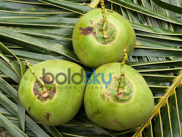ಎಳನೀರು, ತಾಜಾ ಹಣ್ಣಿನ ರಸ ಹೆಚ್ಚು ಹೆಚ್ಚು ಸೇವಿಸಿ