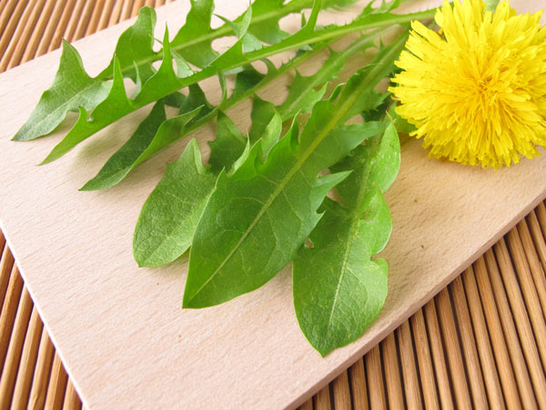 ಕಾಡುಸೇವಂತಿಗೆ ಸೊಪ್ಪು (Dandelion Greens)