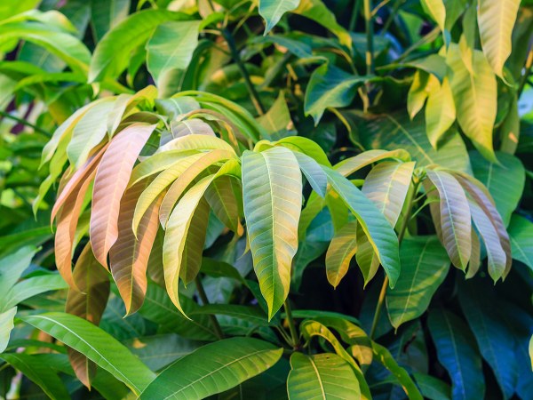 ಮಾವಿನ ಎಲೆಗಳು