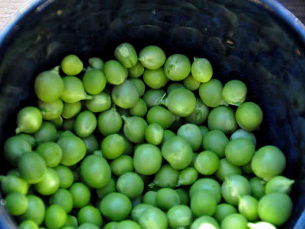 3. ಹಸಿರು ಬಟಾಣಿ