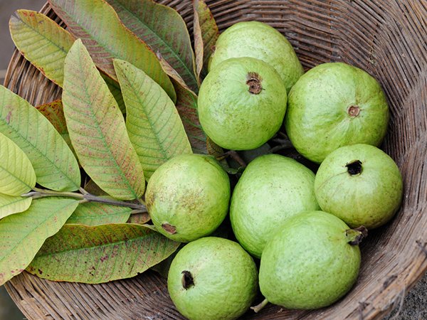 ಸೀಬೆ ಎಲೆಗಳು