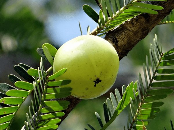 ನೆಲ್ಲಿಕಾಯಿ