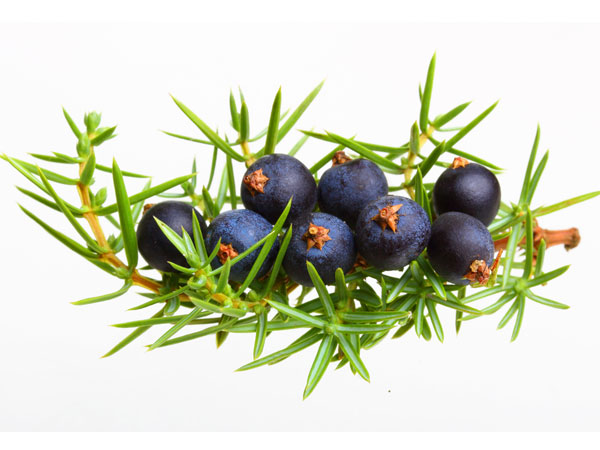 ಜ್ಯೂನಿಪರ್ ಬೆರ್ರಿಗಳು (Juniper Berries)