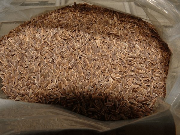 ಸಬ್ಬಸಿಗೆ ಬೀಜಗಳು