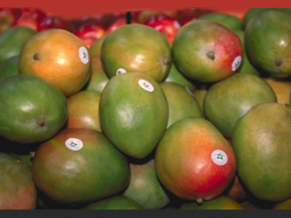 ಬೆವರುಸಾಲೆಯಿಂದ ರಕ್ಷಿಸುತ್ತದೆ