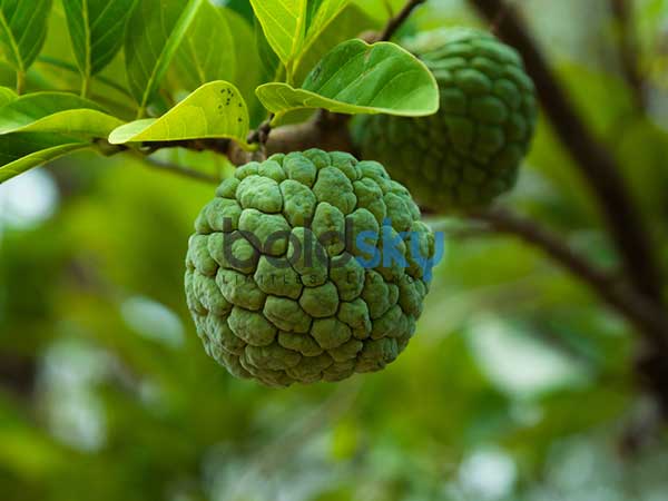 ನಿಮ್ಮಲ್ಲಿ ರಕ್ತ ಹೀನತೆ ಇದೆಯೇ?