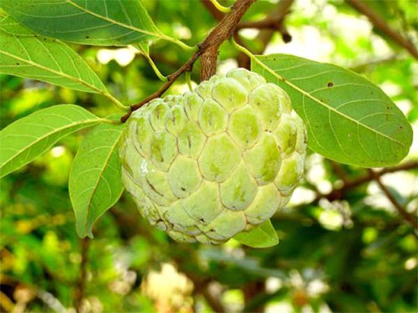ಸೀತಾಫಲ ಕ್ಯಾನ್ಸರ್ ವಿರೋಧಿ