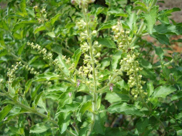 ತುಳಸಿ