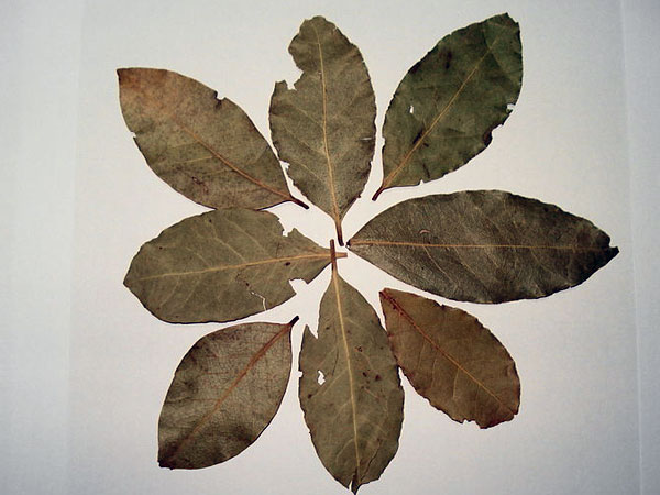 ಲವಂಗದ ಎಲೆಗಳು
