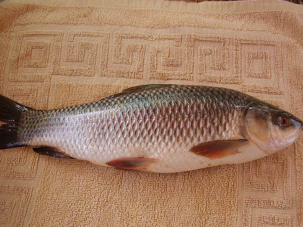 ಕೊಬ್ಬುಯುಕ್ತ ಮೀನು