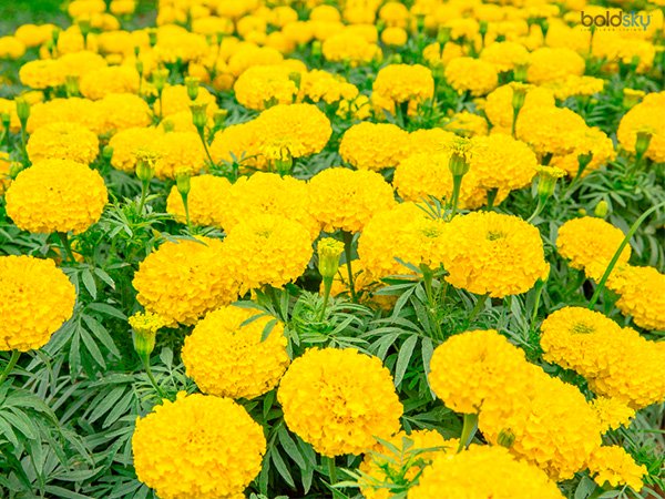 ಚೆಂಡು ಹೂ