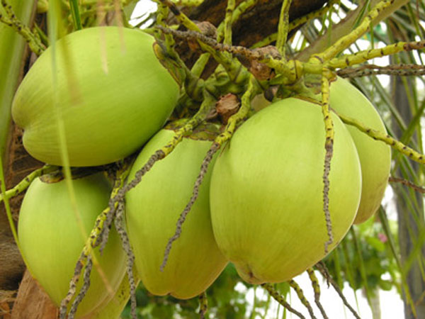 10.ಎಳೆನೀರು