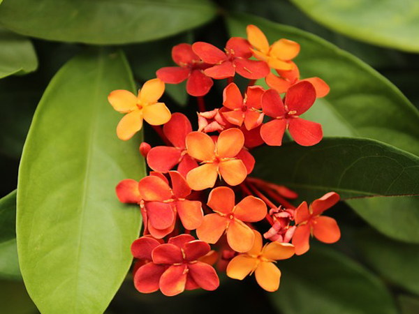 ಕೆಂಪು ಮಲ್ಲಿಗೆ