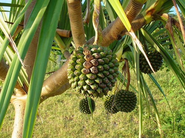 ಹಳದಿ ಬಣ್ಣದ ಸ್ಕ್ರೂ ಪೈನ್