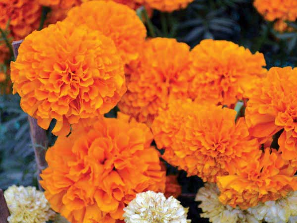 ಚೆಂಡು ಹೂವು