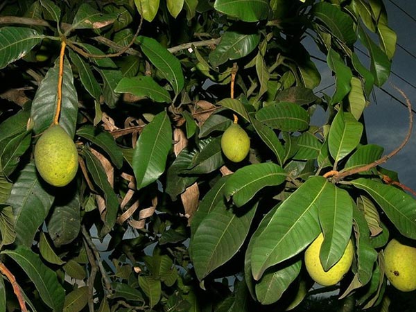 ಮಾವಿನ ಎಲೆ